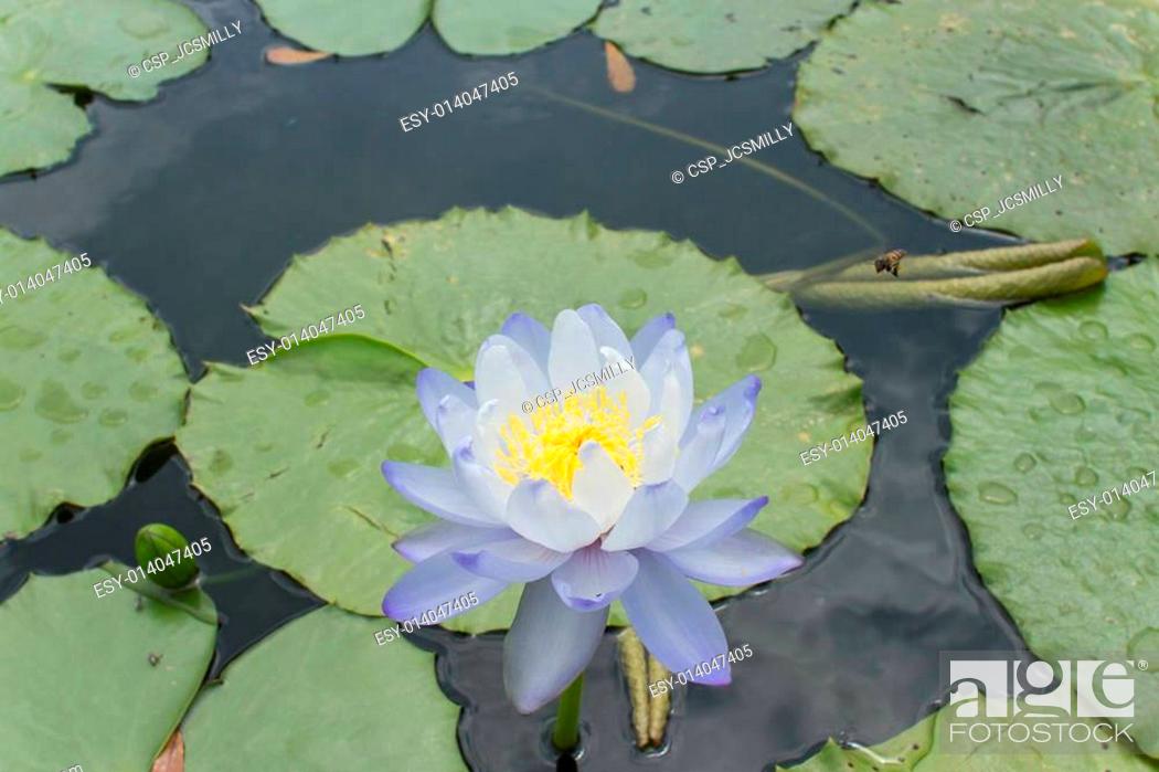 Stock Photo: Blue, purple lotus blossoms or water lily flowers blooming on pond.