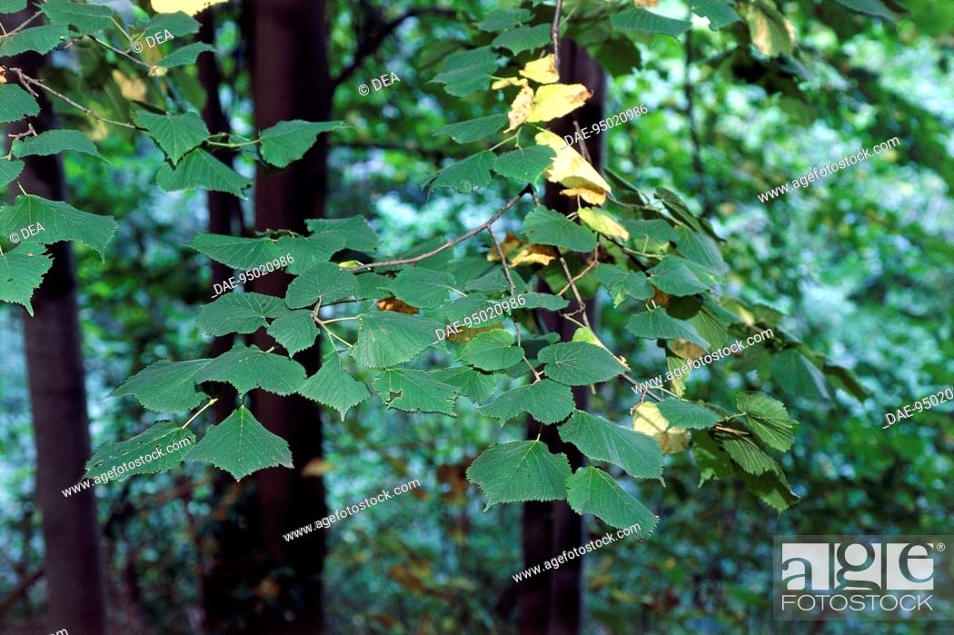 Stock Photo: Wild Lime branches (Tilia cordata), Tiliaceae.