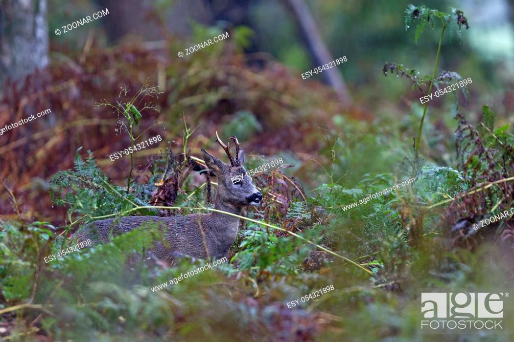 Stock Photo: Rehwild, in der Blattzeit FIEPEN die Weibchen, um Rehboecke auf sich aufmerksam zu machen - (Foto Rehbock zwischen Adlerfarn) / Roe Deer.