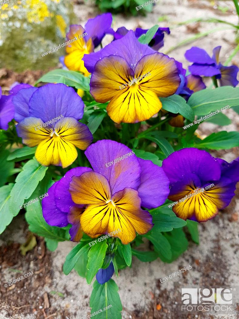 Stock Photo: Horn-Veilchen, Viola cornuta sind Fruehblueher in vielen schoenen Farben. Horned violets, viola cornuta are early bloomers in many beautiful colors.