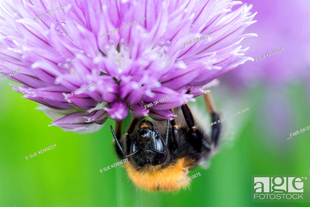 Imagen: Chive, Allium schoenoprasum, Tree Bumble Bee, Bombus hypnorum, feeding on flower in a garden border.