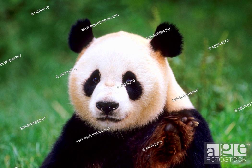 giant panda Ailuropoda melanoleuca, portrait, national animal of China,  China, Sichuan, Wolong, Stock Photo, Picture And Rights Managed Image. Pic.  BWI-BLWS044307 | agefotostock