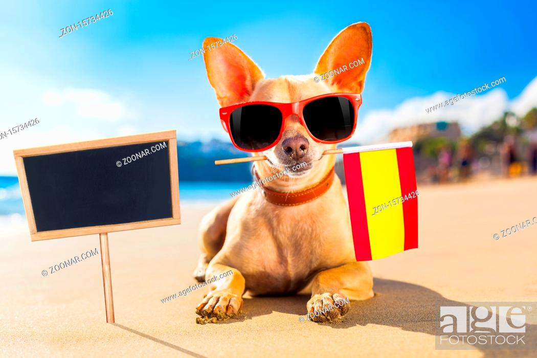 chihuahua dog at the ocean shore beach wearing red funny sunglasses and spanish  flag from spain in..., Stock Photo, Picture And Rights Managed Image. Pic.  ZON-15734426 | agefotostock