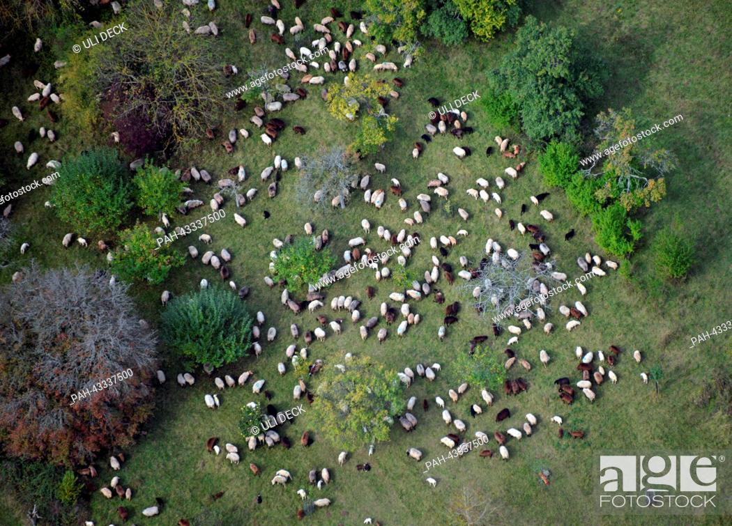 Stock Photo: The aerial shows sheep grazing on a meadow near Baden-Baden, Germany, 13 October 2013. Photo: Uli Deck | usage worldwide.