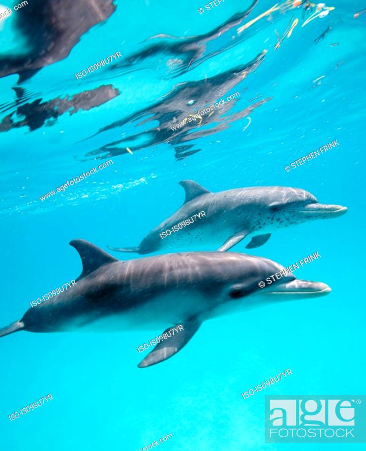 Stock Photo: Atlantic Spotted Dolphin.