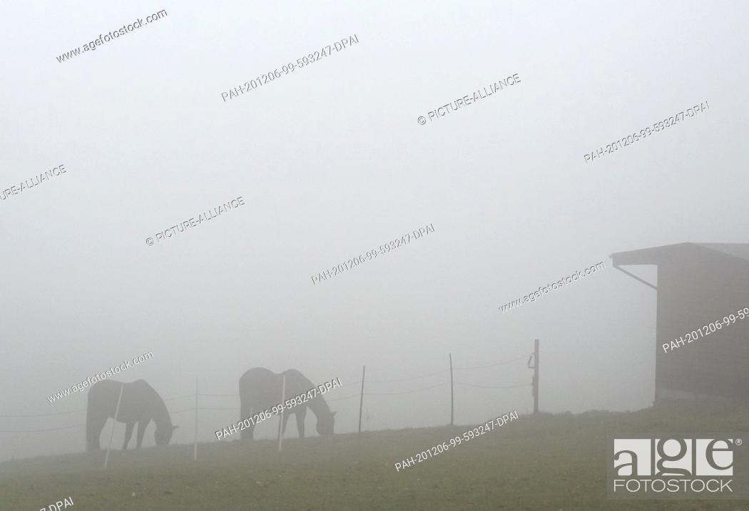 Stock Photo: 06 December 2020, North Rhine-Westphalia, Herdecke: Two horses graze in a pasture in drizzle and fog. Photo: Bernd Thissen/dpa.