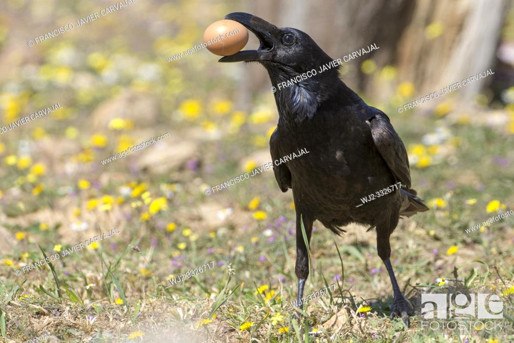 Stock Photo: Common raven (Corvus corax) with a rare brown plumage, eating an egg, Extremadura, Spain.