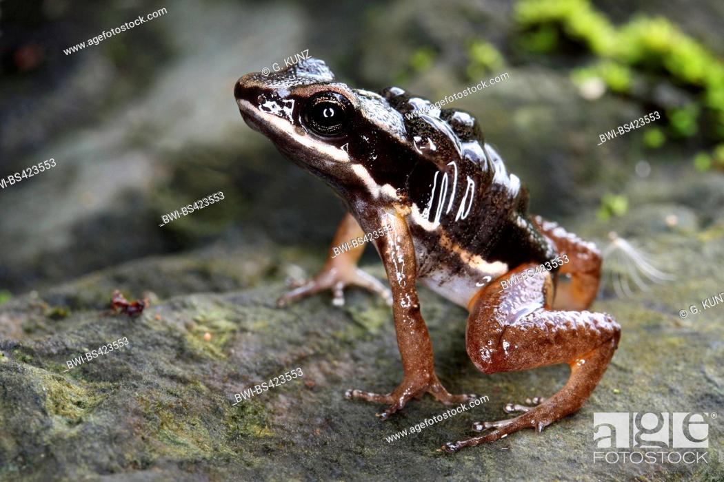 Stock Photo: Talamanca rocket frog, Talamanca striped rocket frog (Alobates talamancae, Colostethus talamancae), on the ground, Costa Rica.