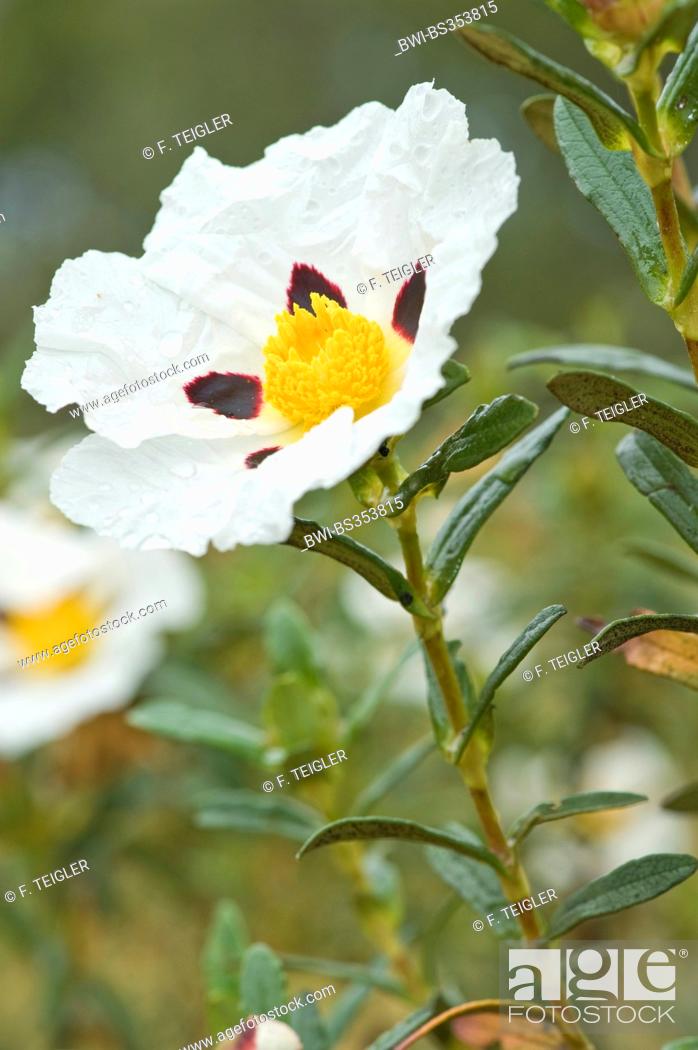 Stock Photo: Gum Cistus, Gum Rockrose (Cistus ladanifer), flower, Portugal.