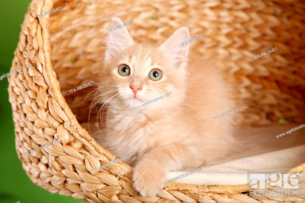 Stock Photo: Siberian Kitten.