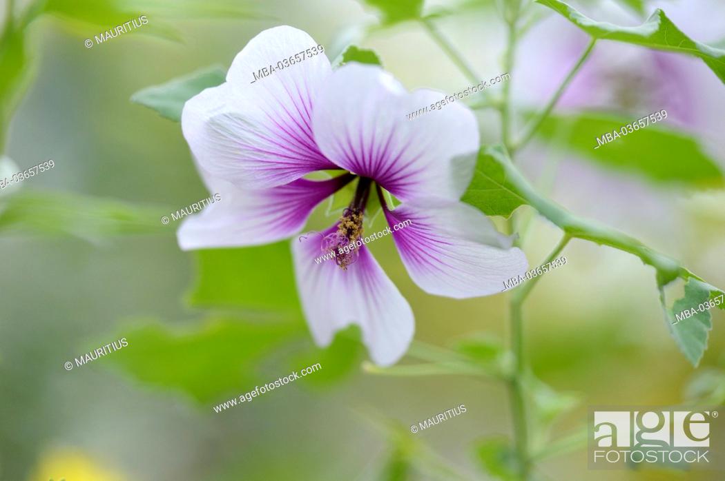 Stock Photo: Hibiscus, Lavatera maritima, blossom,.