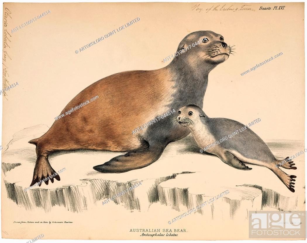 Stock Photo: Otaria lobata, Print, South American sea lion, The South American sea lion (Otaria flavescens, formerly Otaria byronia), also called the Southern Sea Lion and.