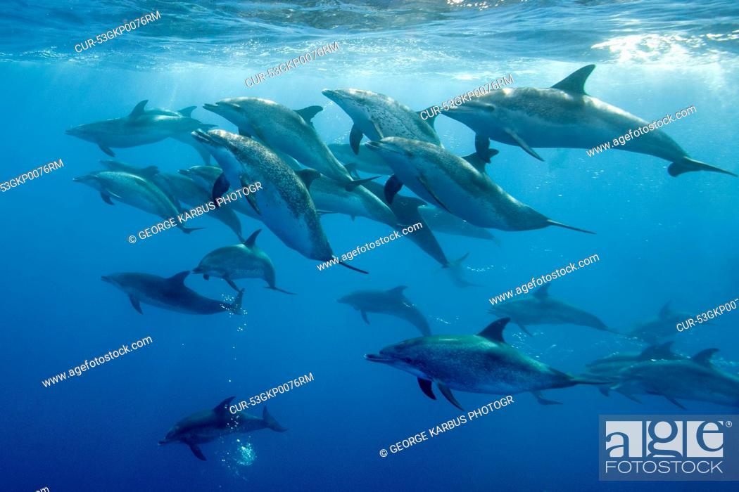 Stock Photo: Dolphins swimming underwater.