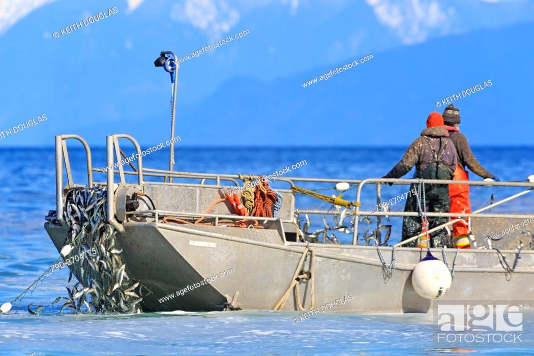 Stock Photo: Herring fishery near Nanaimo, Vancouver Island, British Columbia.