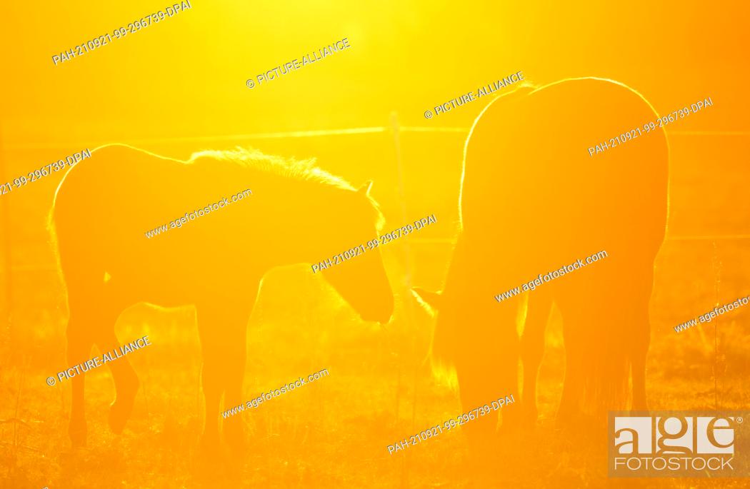 Stock Photo: 21 September 2021, Hessen, Wehrheim: Two horses graze in the backlight of the rising sun on their paddock in the Taunus. Photo: Boris Roessler/dpa.
