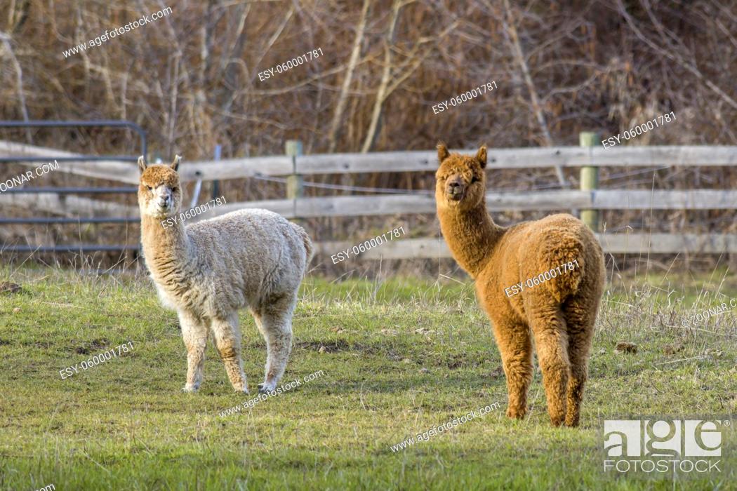 Stock Photo: Two alpacas look at the camera in a pasture near Coeur d'Alene, Idaho.