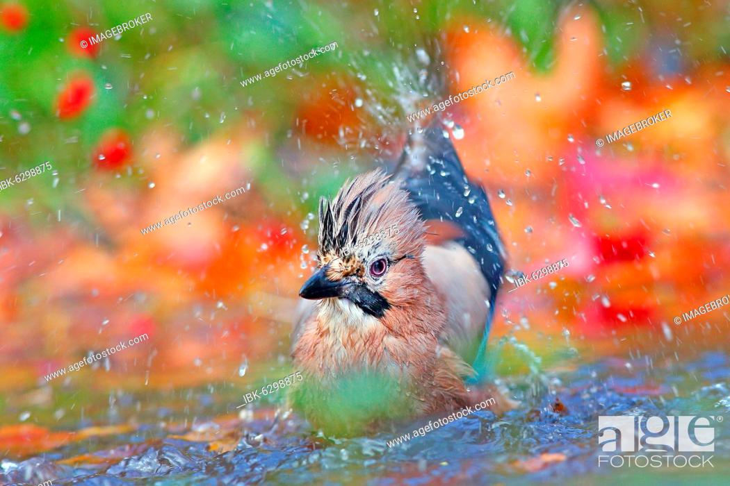 Stock Photo: Eurasian jay (Garrulus glandarius) bathes in shallow water with autumn leaves, Solms, Hesse, Germany, Europe.
