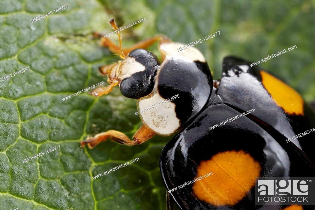 Stock Photo: France, Coleoptera, Coccinellidae, Harlequin ladybird, Multicolored Asian lady beetle or Halloween lady beetle (Harmonia axyridis), 5 mm.