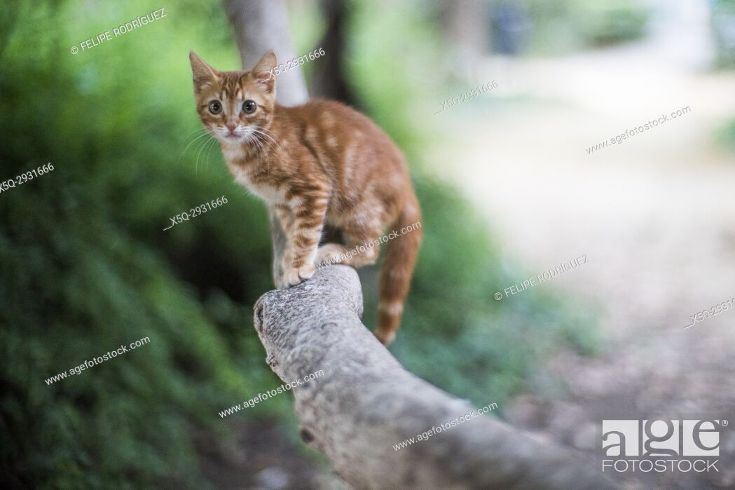 Stock Photo: Young stray cat on a branch, Seville, Spain.