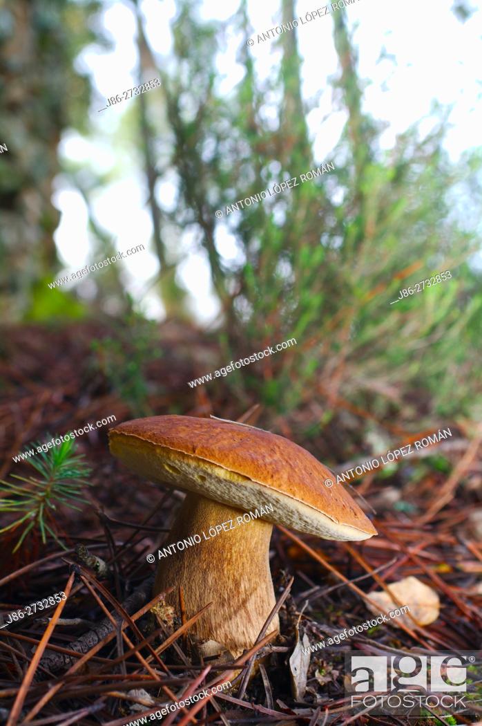 Stock Photo: Eatable mushroom. Bolete.