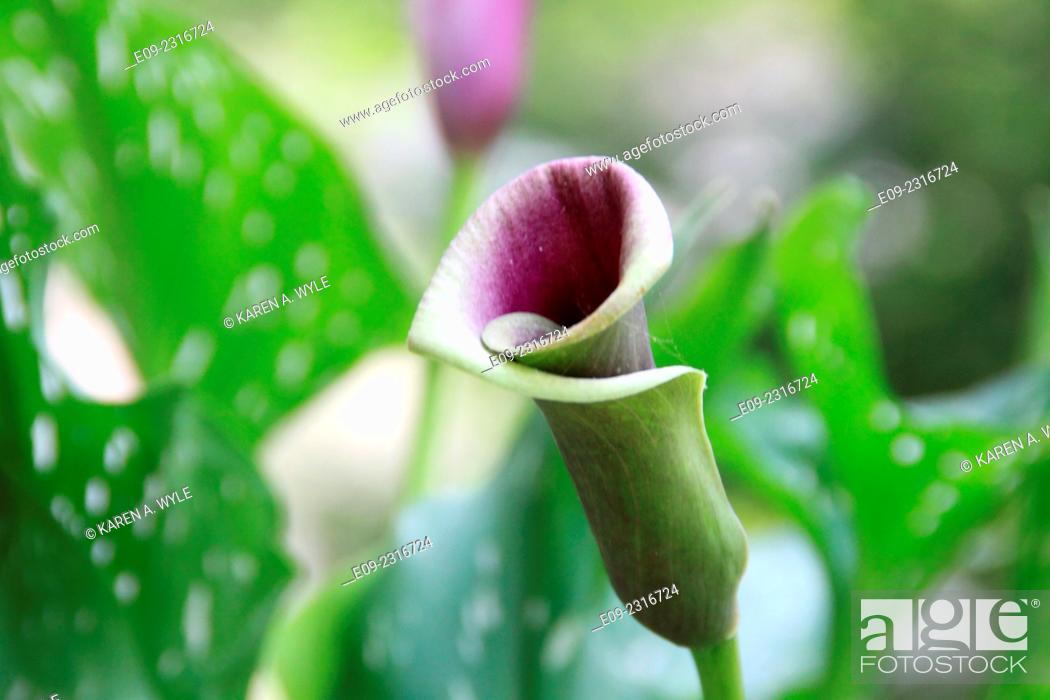 Stock Photo: calla lily in process of blooming, Monroe County, Indiana.