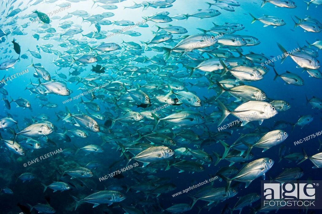 Stock Photo: Micronesia, Yap, Schooling bigeye jack fish caranx sexfasciatus.