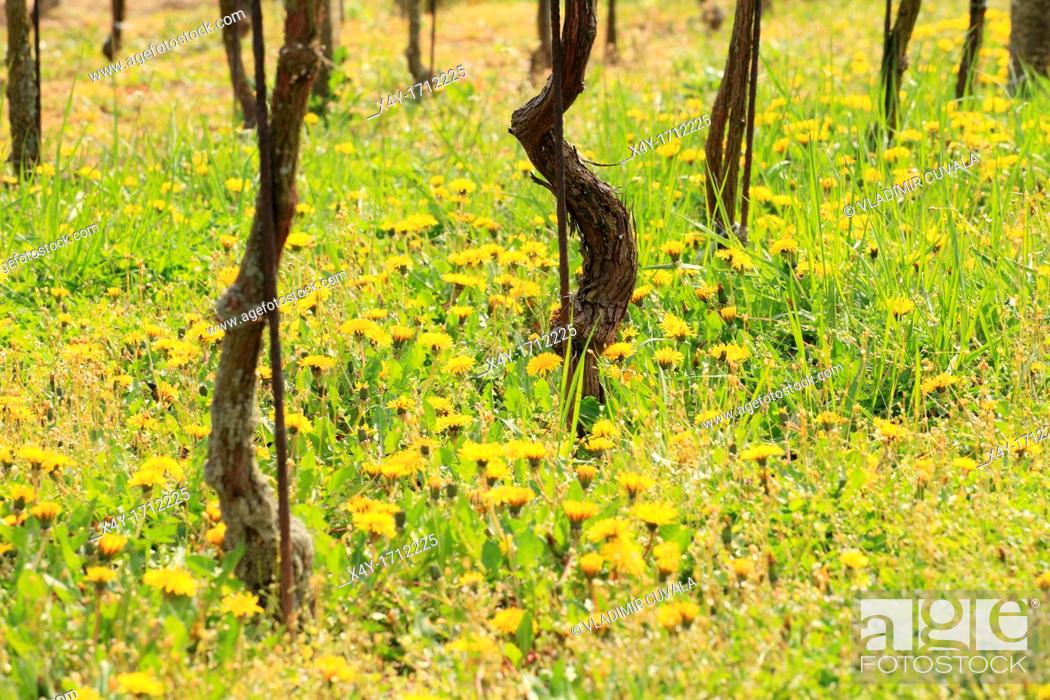 Stock Photo: Common dandelion Taraxacum officinale flowering in the vineyards near Modra, Slovakia.