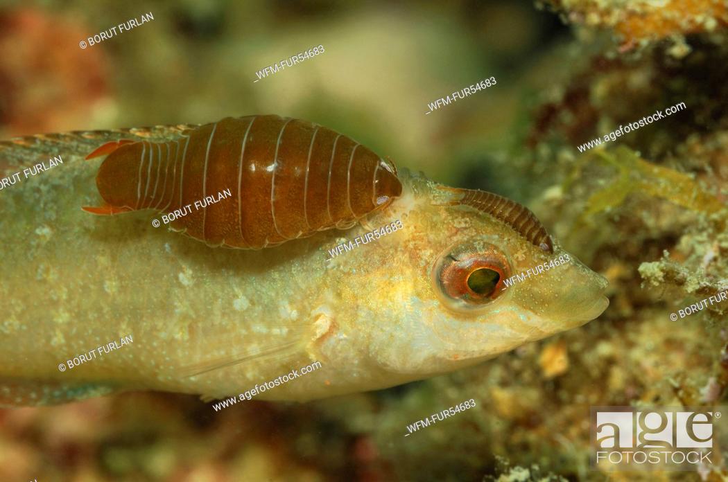 Stock Photo: Isopod Parasit on Wrasse, Nerocila sp., Symphodus cinereus, Piran, Adriatic Sea, Slovenia.