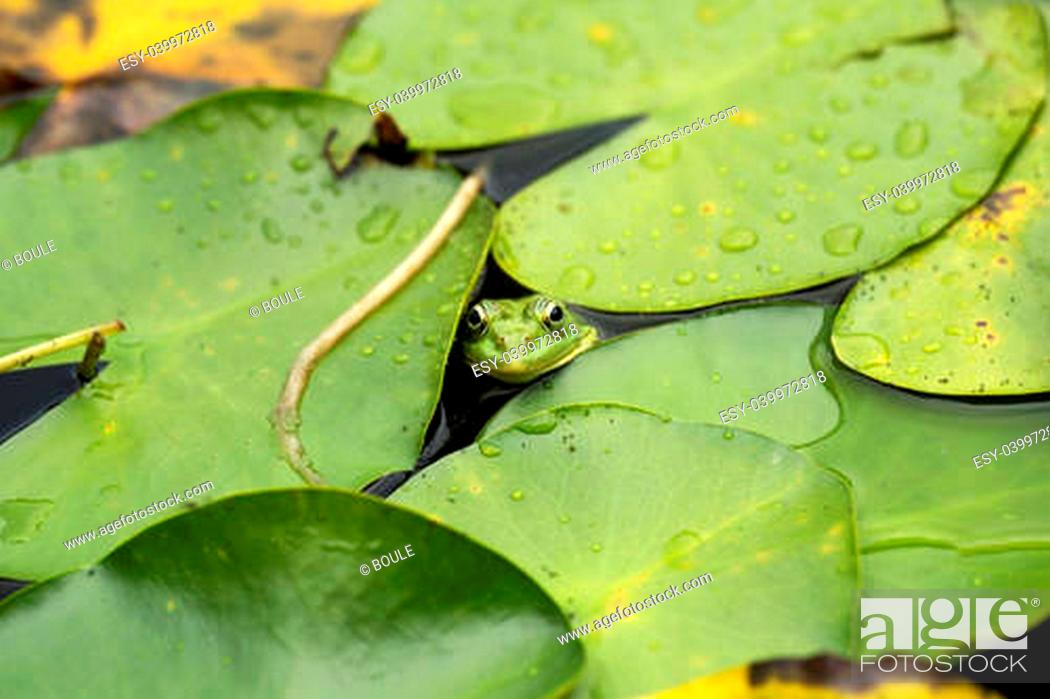Stock Photo: Frog on lily pad a macro background.