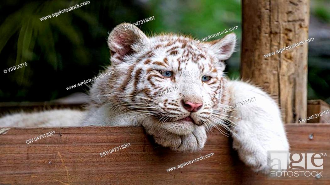 Wild animals with their habits, ineffable beauty of each of them, Stock  Photo, Picture And Low Budget Royalty Free Image. Pic. ESY-047313001 |  agefotostock