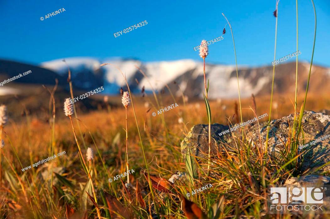 Stock Photo: Evening in the mountains at an altitude of permafrost in tundra ecosystems.
