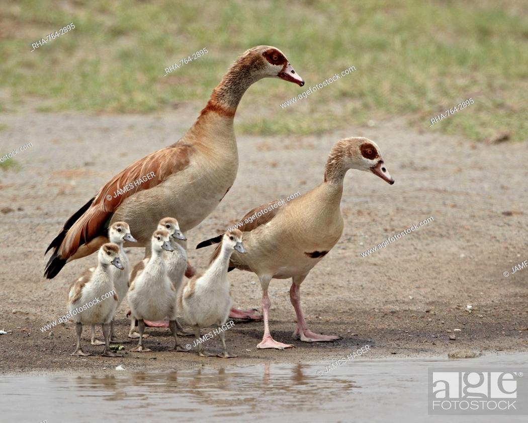 Stock Photo: Egyptian goose Alopochen aegyptiacus adults and chicks, Serengeti National Park, Tanzania, East Africa, Africa.