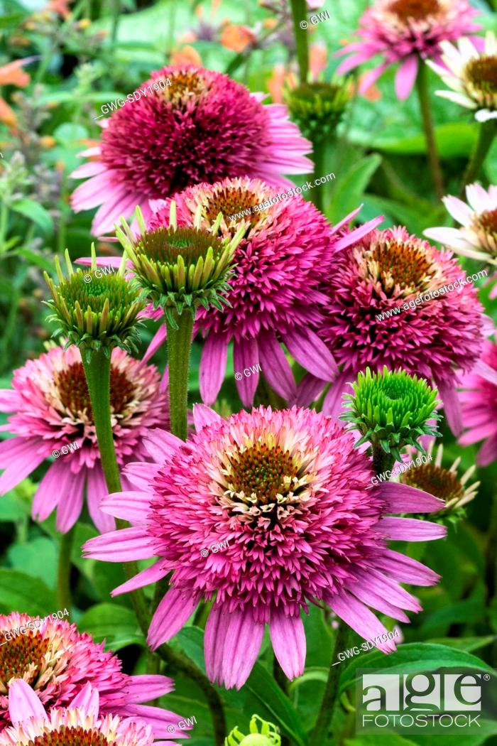 Echinacea Purpurea Butterfly Kisses Stock Photo Picture And Rights Managed Image Pic Gwg Sdy1904 Agefotostock