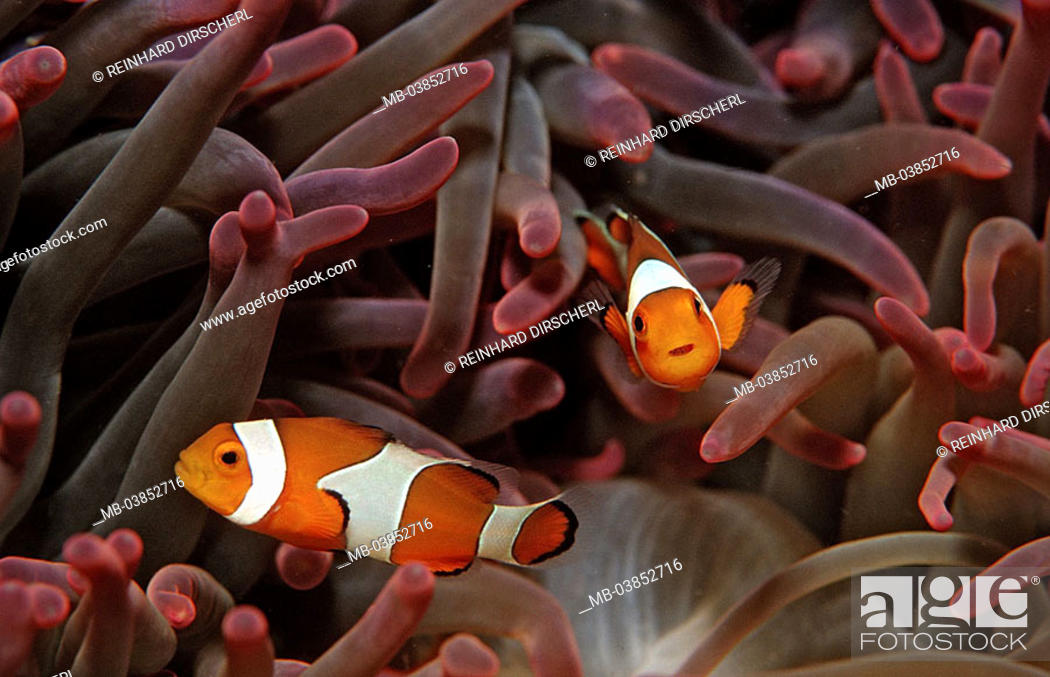 Indian ocean, underwater-reception, anemones, orange-ringlet-anemone-fish,  Amphiprion ocellaris, Stock Photo, Picture And Rights Managed Image. Pic.  MB-03852716 | agefotostock
