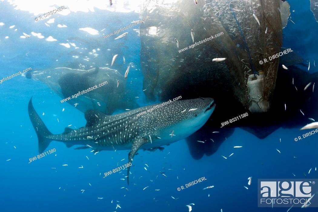 Stock Photo: whale shark (Rhincodon typus), at the fishing nets of the fishing platform called 'bagan', Indonesia, Western New Guinea.