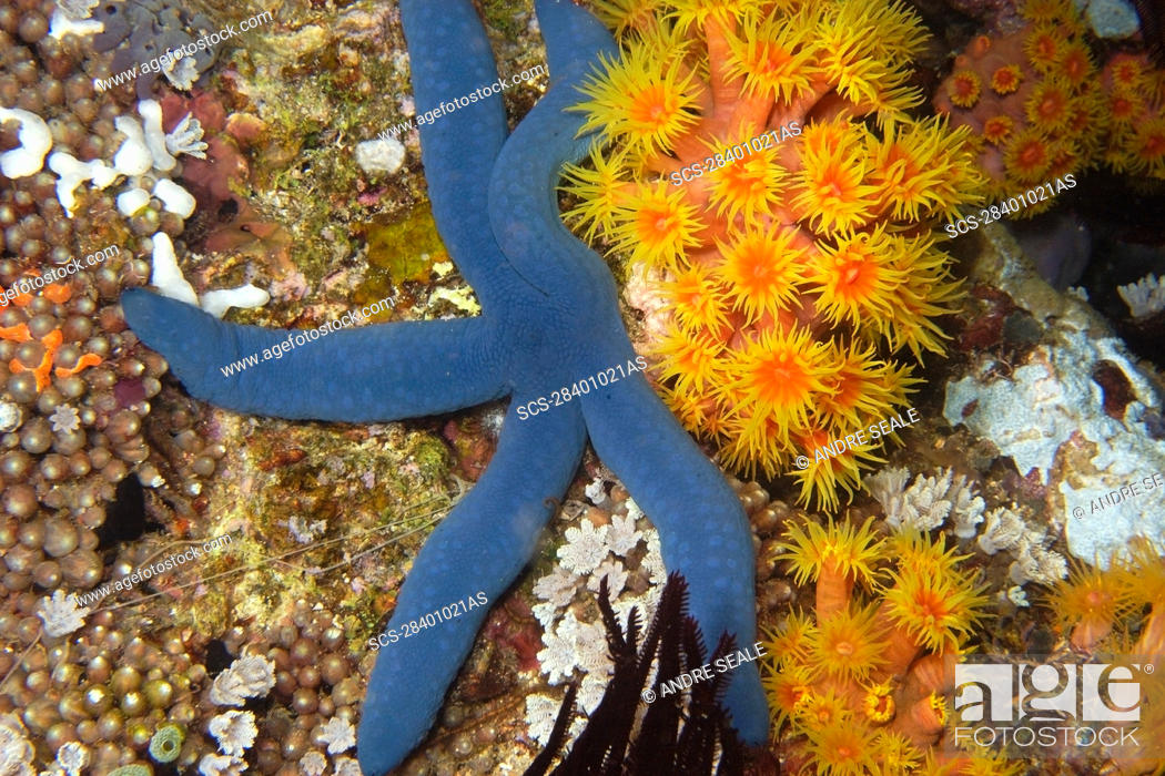 Stock Photo: Blue sea star, Linckia laevigata, and orange cup coral, Tubastrea faulkneri, night, West Escarceo, Puerto Galera, Mindoro, Philippines.