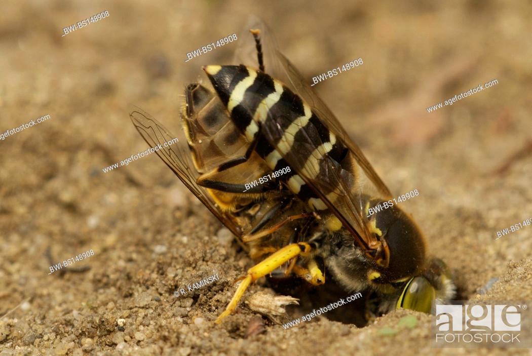 Stock Photo: rostrate bembix wasp (Bembix rostrata, Epibembix rostrata), with fly as prey near its den, Germany, Brandenburg.