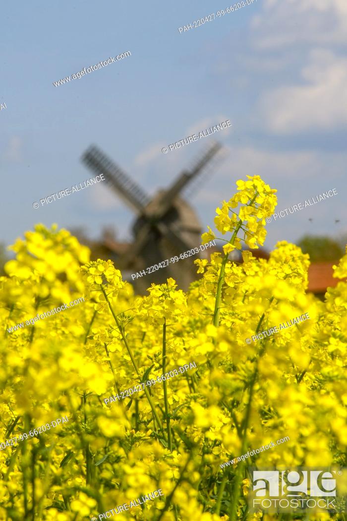 Stock Photo: 27 April 2022, Saxony-Anhalt, Wolmirstedt: Rape is blooming in front of the ""Auerbachs Mühle"". Spring clouds pass over it.