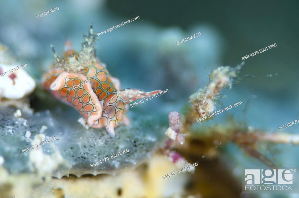 Stock Photo: Headshield slug, Sagaminopteron psychedelicum, Moving along some coral, Kapalai, Sabah, Borneo, Malaysia.