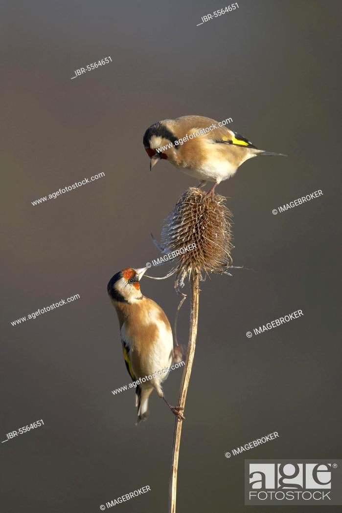 Stock Photo: European Goldfinch (Carduelis carduelis) two adults, feeding on frost covered teasel seedhead, Shropshire, England, United Kingdom, Europe.