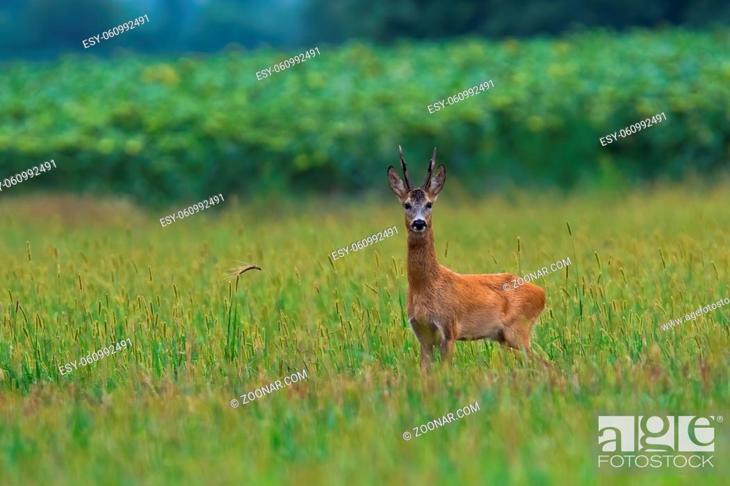 Stock Photo: Roe deer, capreolus capreolus, buck standing on agricultural field with copy space. Mammal with antlers in summer looking in front of sunflowers from side view.