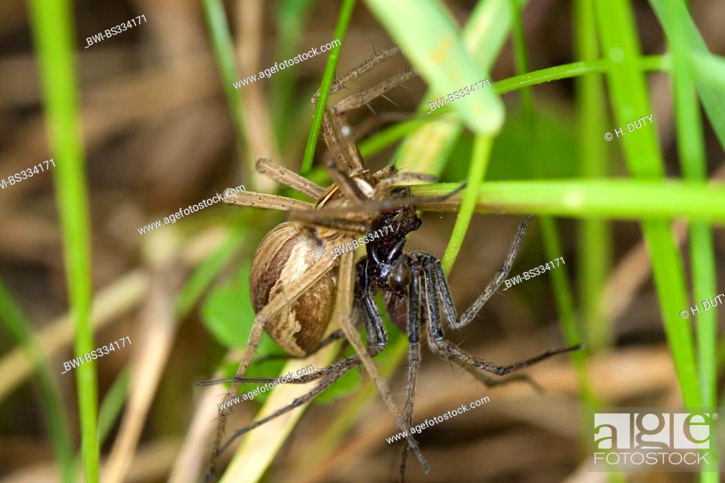 Stock Photo: nursery web spider, fantastic fishing spider (Pisaura mirabilis), mating, Germany, Mecklenburg-Western Pomerania.