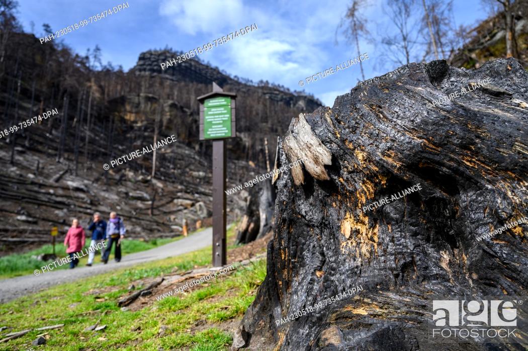 Stock Photo: PRODUCTION - 17 May 2023, Czech Republic, Hrensko: View from the hiking trail at the Prebisch Gate of the charred trees in Bohemian Switzerland after the forest.