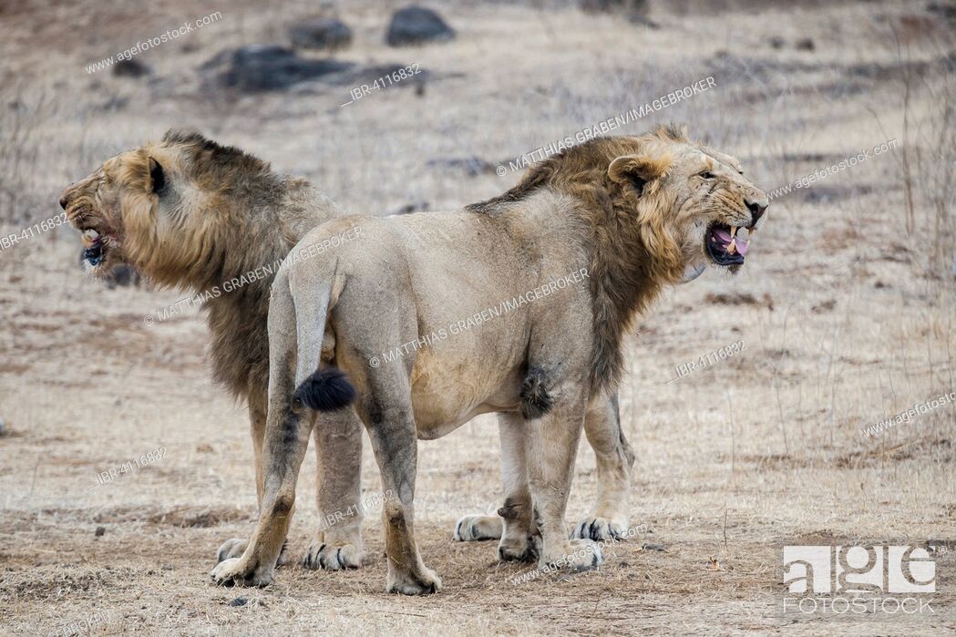 Stock Photo: Asiatic lion (Panthera leo persica) males, flehmen response, Gir Interpretation Zone or Devalia Safari Park, Gir Forest National Park, Gir Forest National Park.