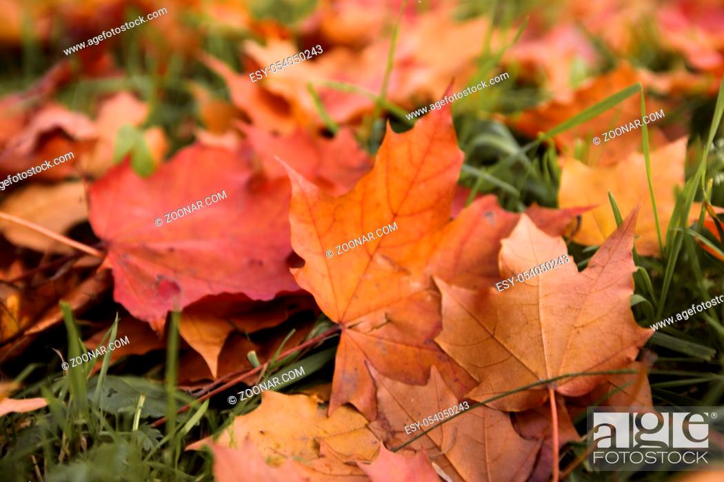 Stock Photo: Dry maple colorful yellow and red autumn leaves on ground.