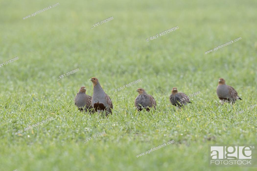Photo de stock: Flock of Grey Partridges ( Perdix perdix ) walking over a green field of winter wheat, early in the morning.