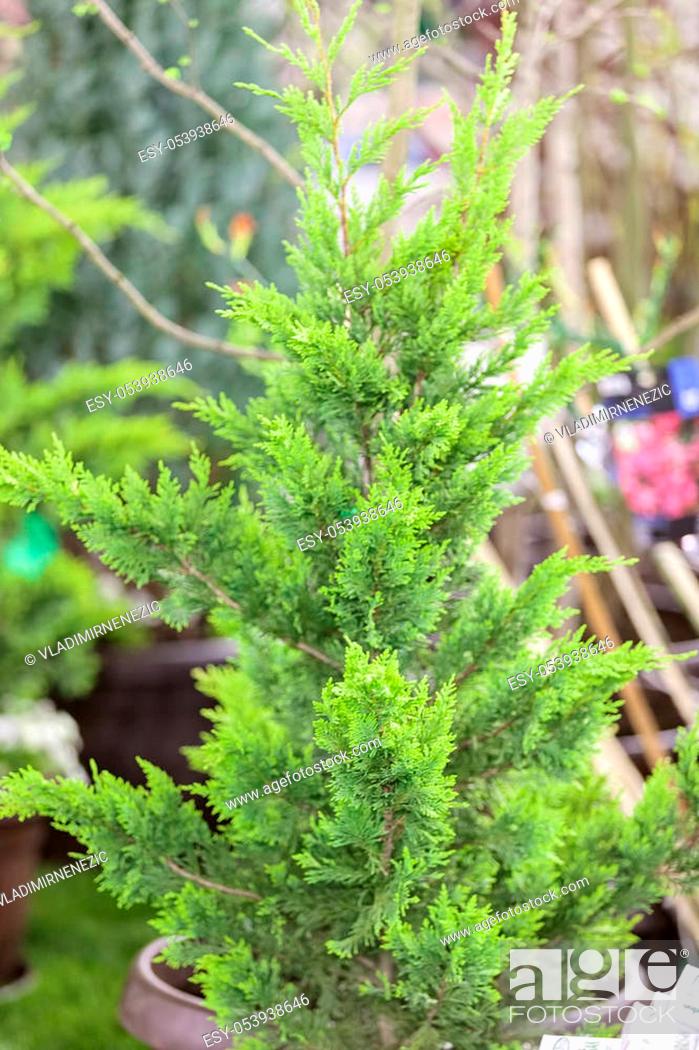 Stock Photo: young thuja in a pot, note shallow depth of field.