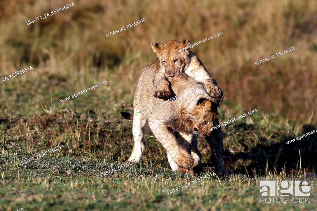 Stock Photo: Lion cubs (Panthera leo) playing in savanna. Masai Mara National Park. Kenya.