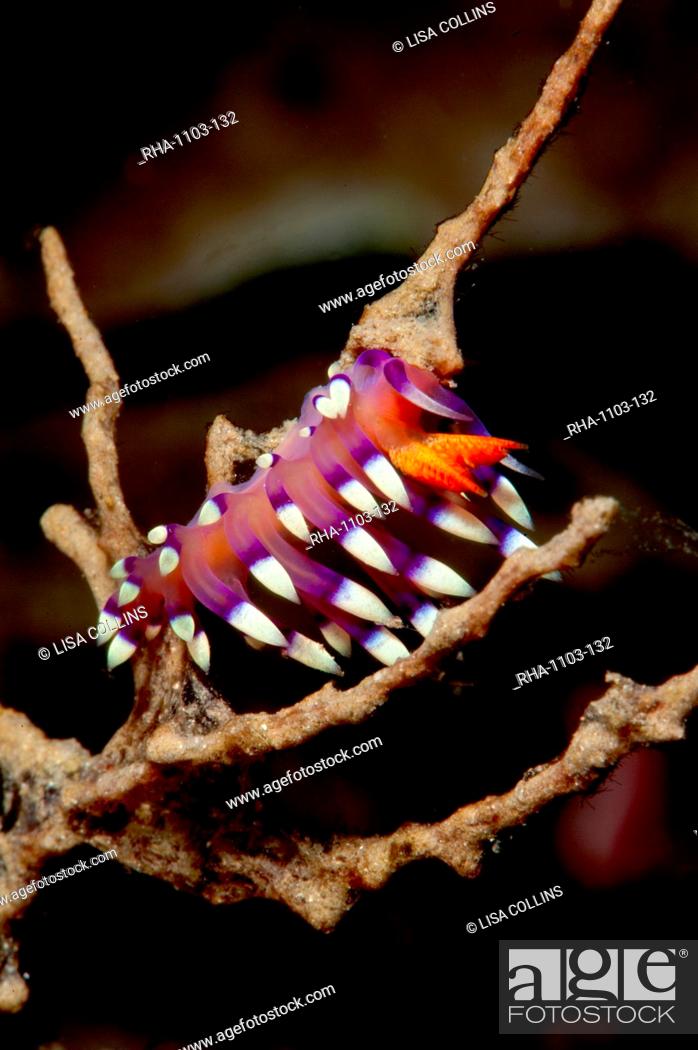 Stock Photo: Flabellina exoptata nudibranch, Sulawesi, Indonesia, Southeast Asia, Asia.