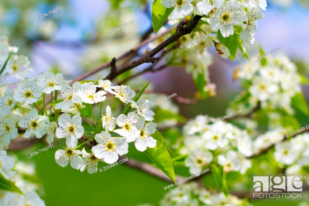 Stock Photo: A blooming tree on a warm spring day.